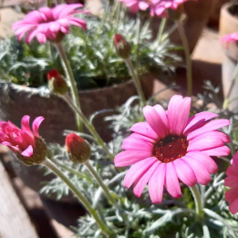 Treuer blumen kranz, created by Pusteblume GmbH from, Thun, Steffisburg, Konolfingen