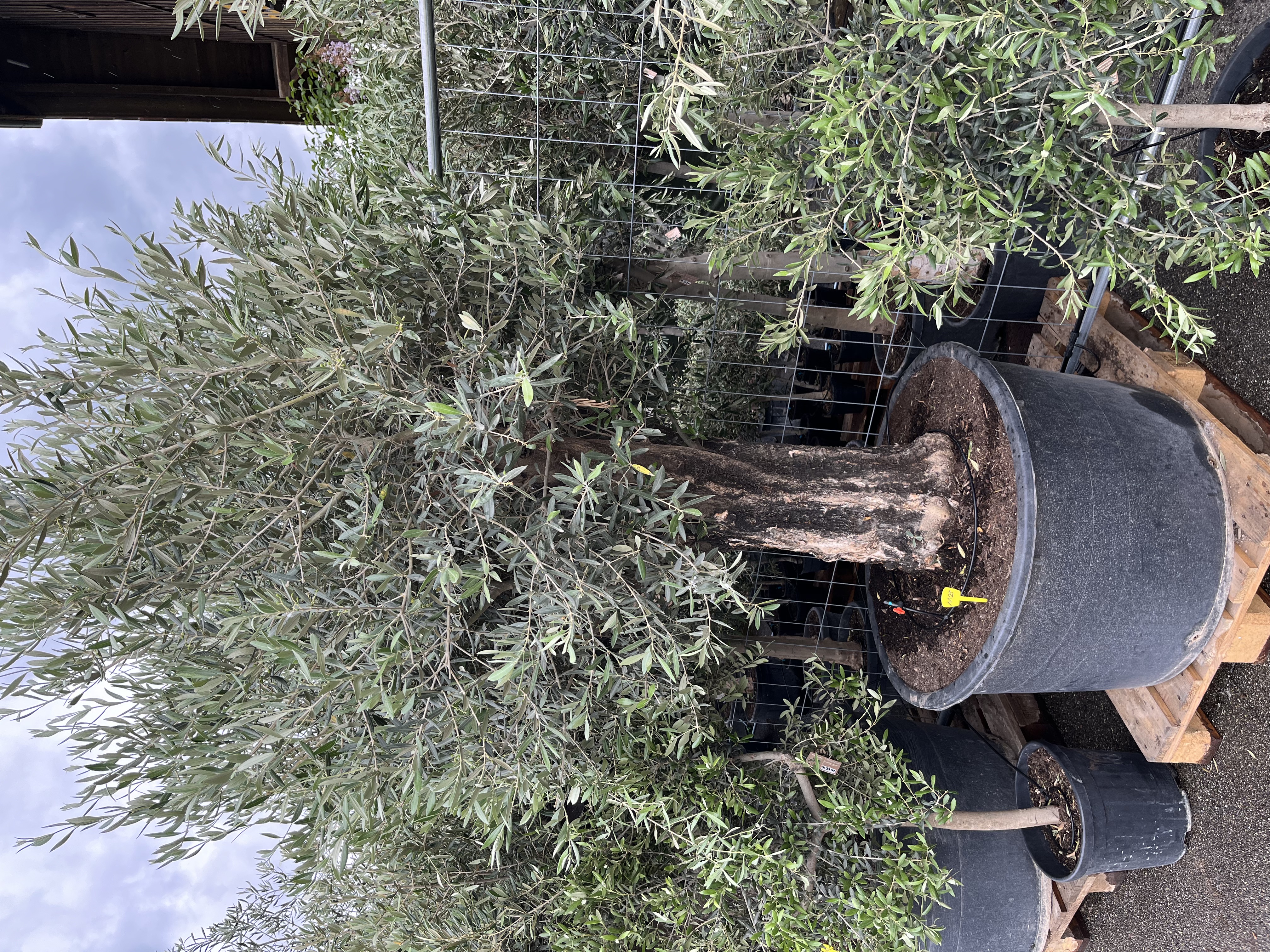IMG_7780.jpeg